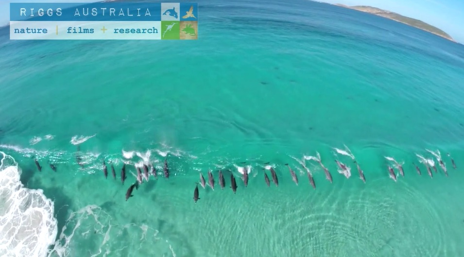 知的で遊び心あるイルカたちのびっくりサーフィン空撮映像！
