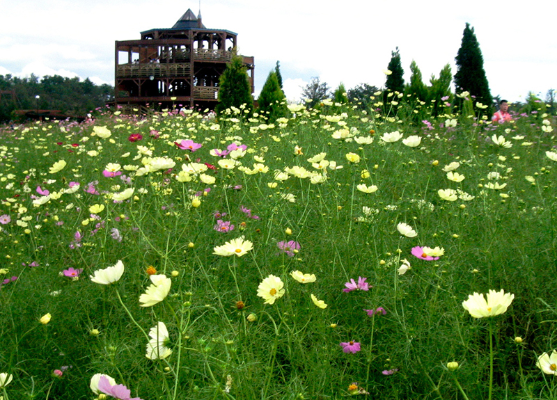 【GW計画】花の楽園「備北オートビレッジ」で美しい花とキャンプを満喫！