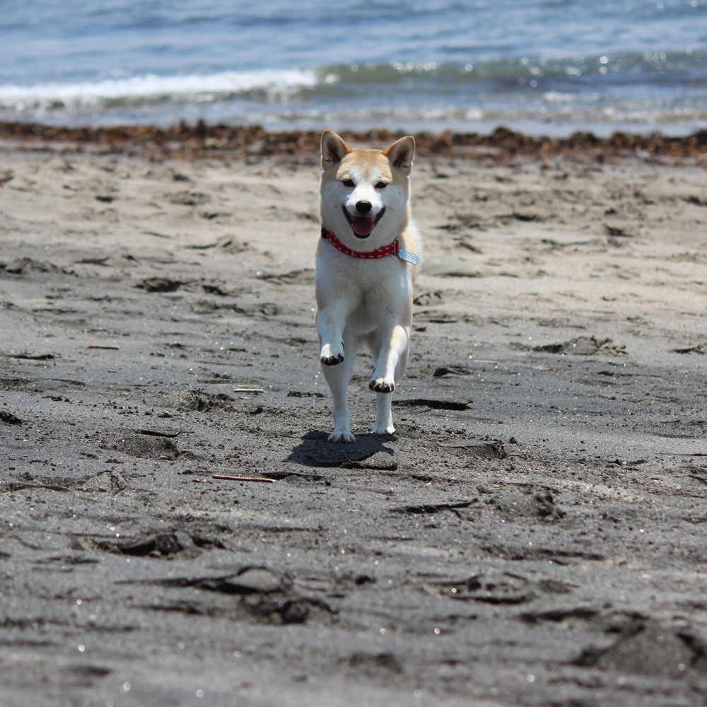 柴犬ラニと海のストーリー#01｜今日も冒険に出発