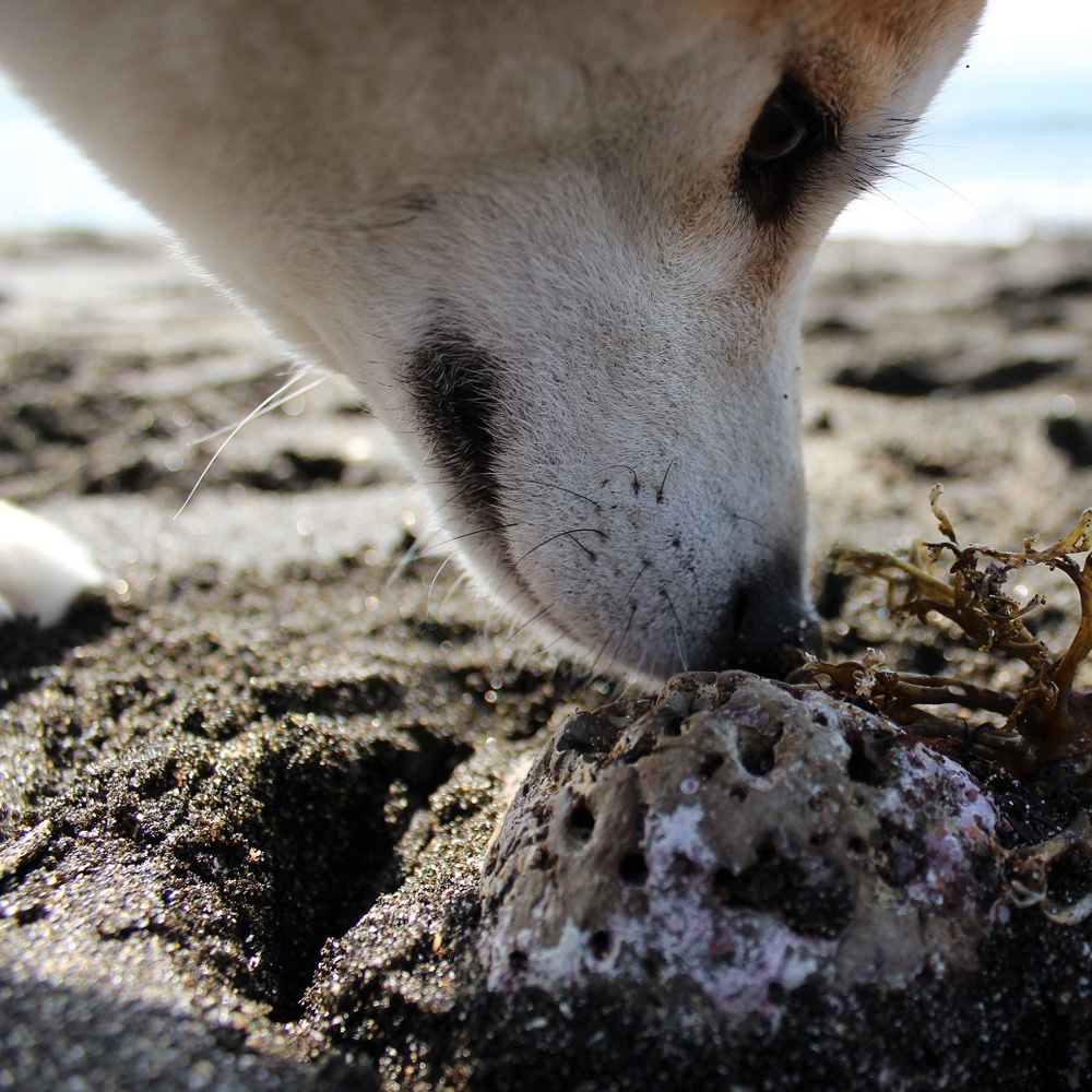 柴犬ラニと海のストーリー#03｜海には冒険がいっぱい！